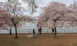 People visit blooming cherry blossom trees at the Tidal Basin in Washington, D.C. on March...