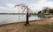 'Stumpy' the cherry blossom tree stands tall at the Tidal Basin in Washington, D.C. on Mar...