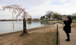 'Stumpy' the cherry blossom tree stands tall at the Tidal Basin in Washington, D.C. on Mar...