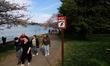 People visit blooming cherry blossom trees at the Tidal Basin in Washington, D.C. on March...