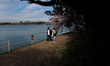 People visit blooming cherry blossom trees at the Tidal Basin in Washington, D.C. on March...