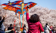 A woman attempts to get her kite in the air during the Blossom Kite Festival at the Washin...