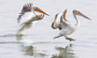 Large Pelicans birds as seen floating in the water of Kerkini lake in their natural enviro...