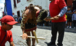 Hooded Penitents, wearing heavy chains and cactus spines stuck to their bodies, take part...
