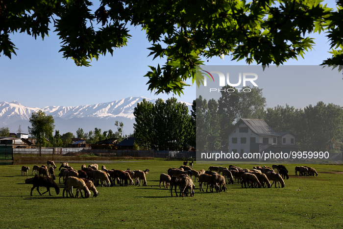 Daily Life In Kashmir 