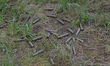 ZAPORIZHZHIA REGION, UKRAINE - APRIL 28, 2023 - Bullet casings lie in the grass during the...